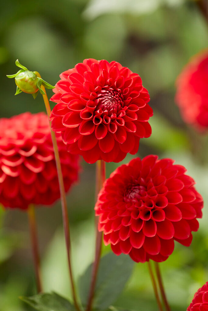 Dahlia Boll Red Cap 1-pack